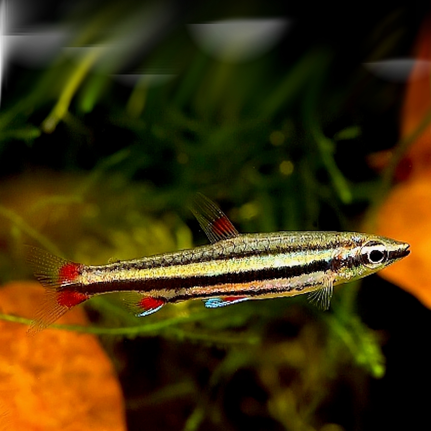Nannost.trifasciatus  3-bandspitszalm